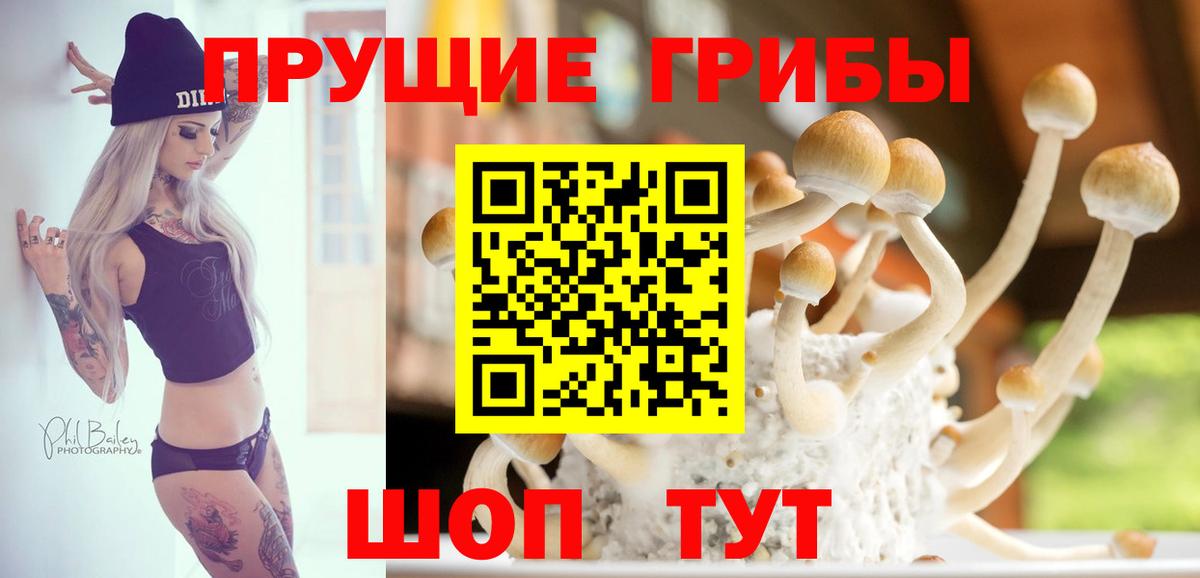 Псилоцибиновые грибы Psilocybine cubensis Артёмовский